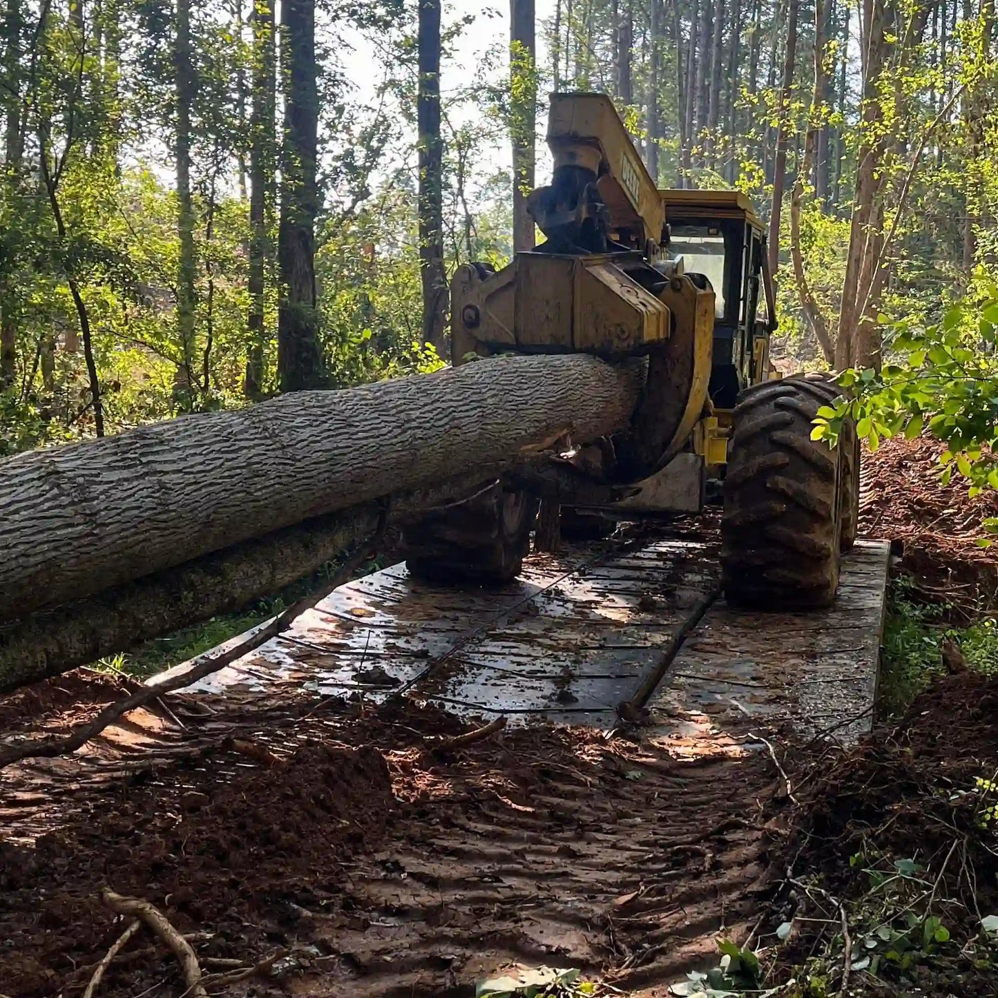 Logging operation with a tractor driving over a portable steel bridge while cutting down a tree in a forest.