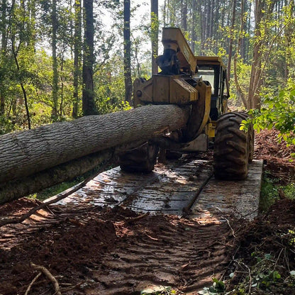 Logging operation with a tractor driving over a portable steel bridge while cutting down a tree in a forest.